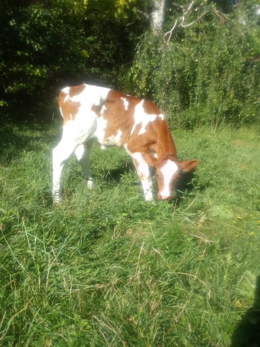 Продам сіно, різнотравʼя, лугове, укос 2025 року