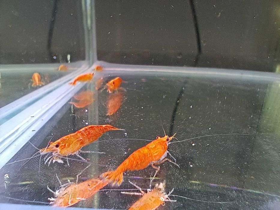 Krewetki Neocardina Orange (Gratisy)