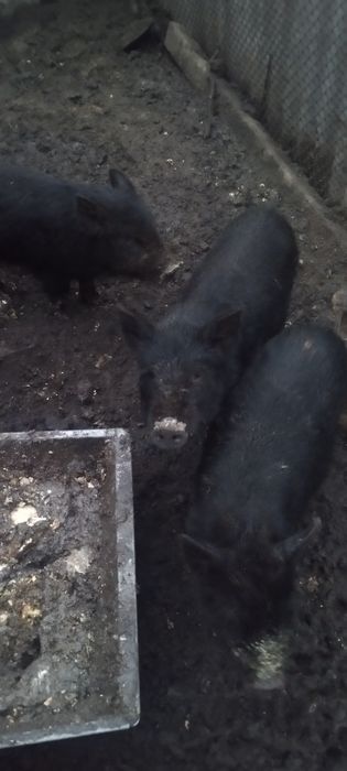 Вьетнамская + мангал