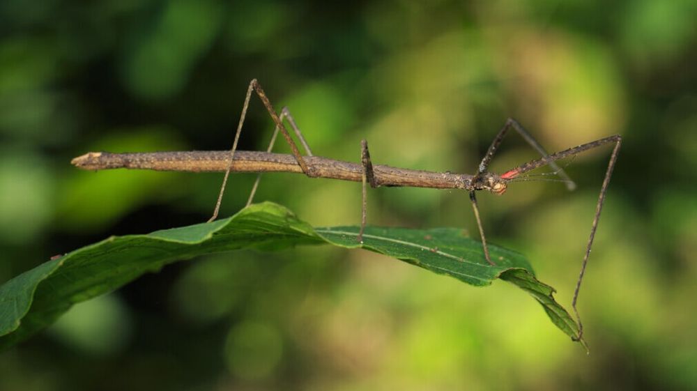 Patyczaki małe i duże