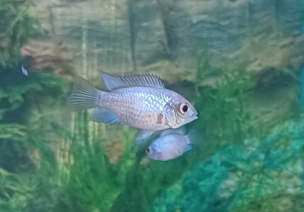 Andinocaras sp "Electric Blue" (6 cm)