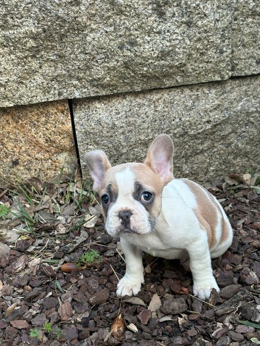 Bulldog francês fawn pied