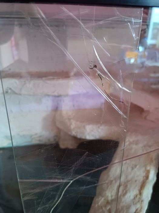 Terrarium dla gadów
