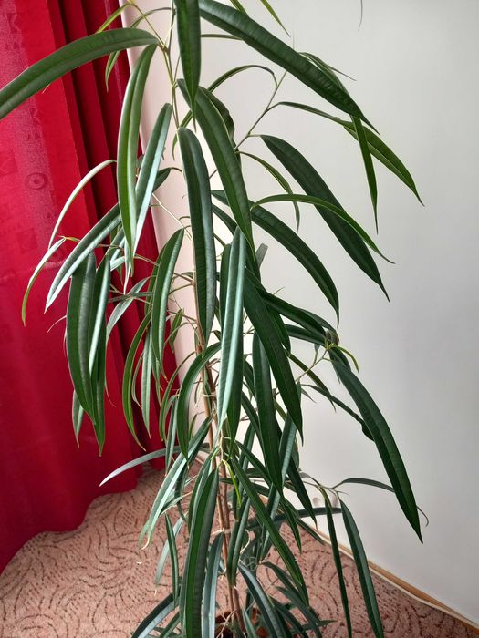 Fikus  wąskolistny i nie tylko