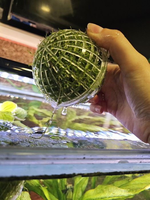 Bola de musgo para aquario ou lago