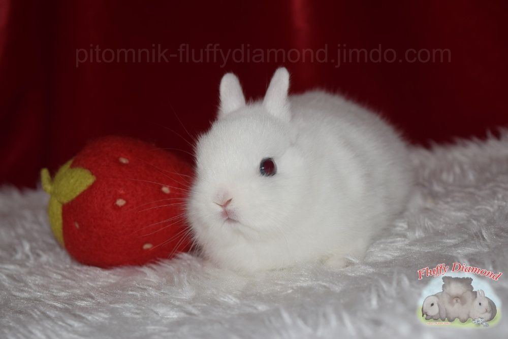 Гермелини-найменші з карликових кроликів. Розплідник! Вакциновані