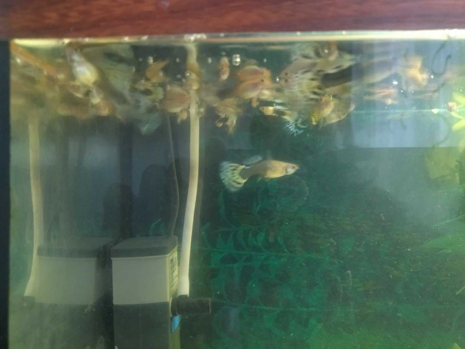 Продам рибок гуппі