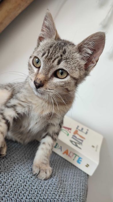 Gatinho Para adoção