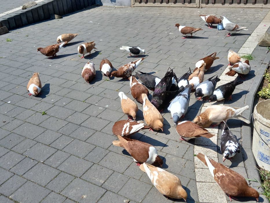 Rasowe gołębie (strasery i czerwone rysie) sprzedam