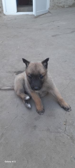 Бельгійкі вівчаркі