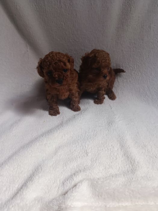 Pudel chiński toy, suczka