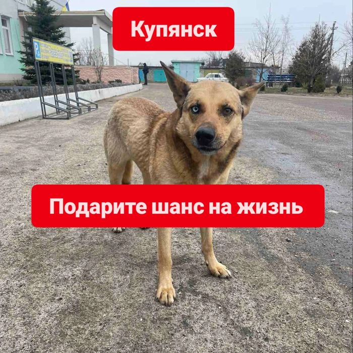 Отдам пса с разными глазами, Купянское направление