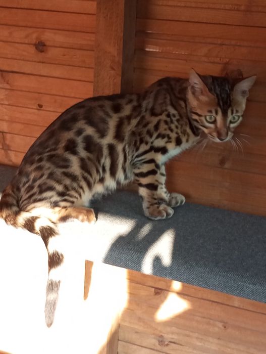 Kotek bengalski samiec gotowy do odbioru