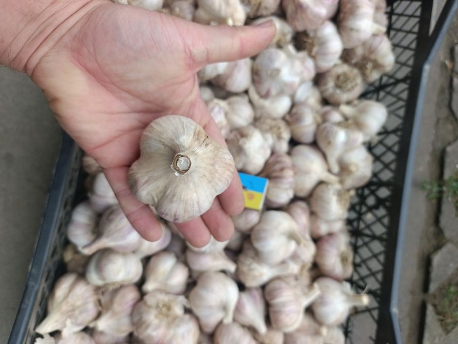 Часник Любаша перша репродукція часник посадковий часник насіння часник на посадку