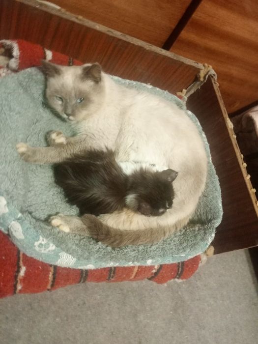 Віддам дуже ласкаву дівчинку