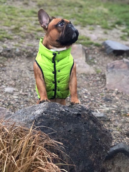 Вязка французький бульдог