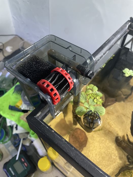 Aquário 67L Plantado C/Rochas e Troncos + betta plakat koi