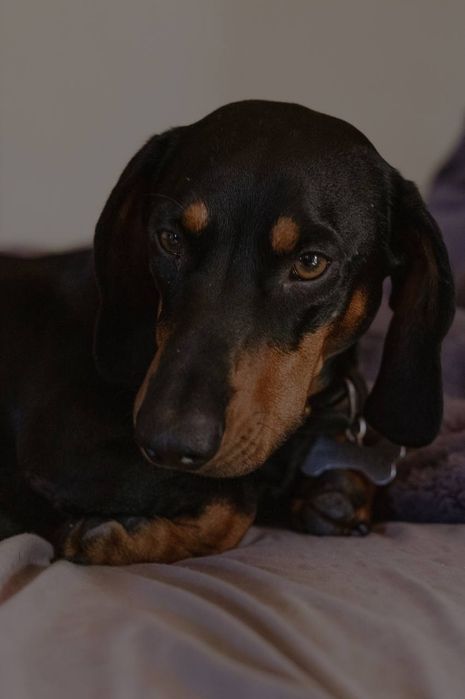 Такса мальчик ищет девочку