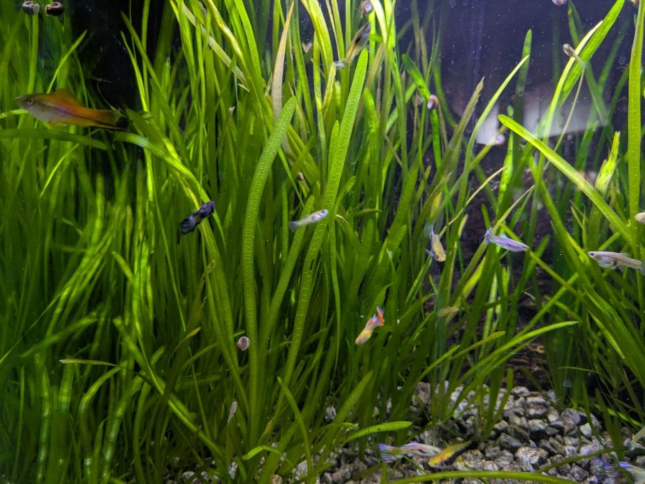 Plantas para aquario
