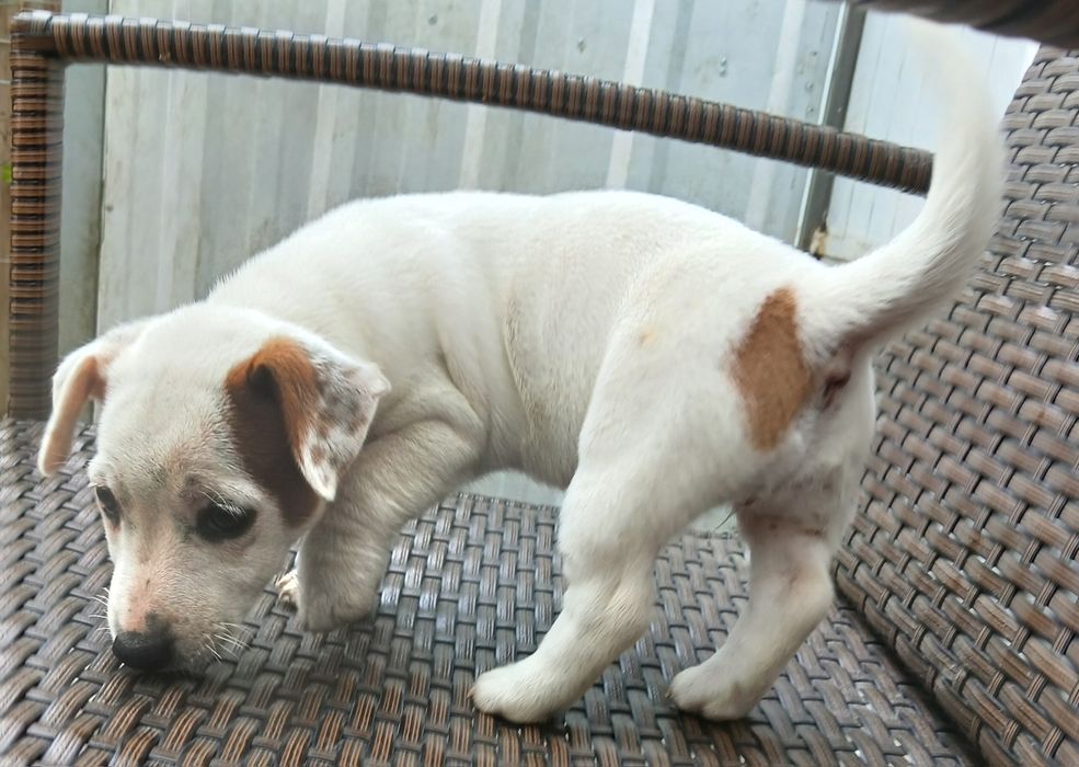 JACK RUSSEL terrier