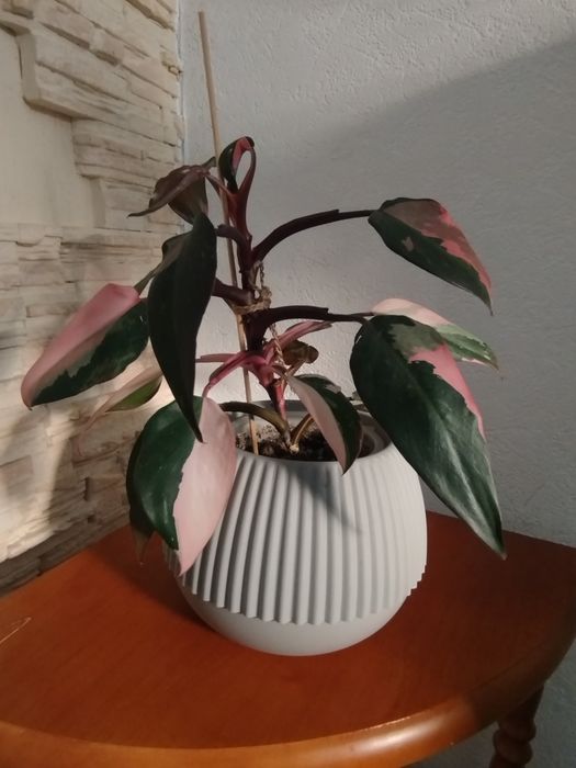 Филодендрон pink princess