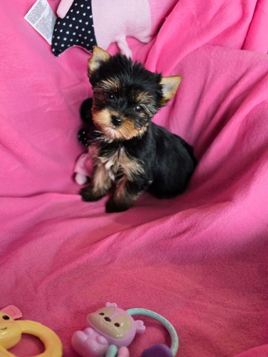Suczka mini do 1,5 kg Yorkshire terrier