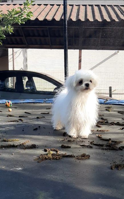 Хлопчики  мальтезе