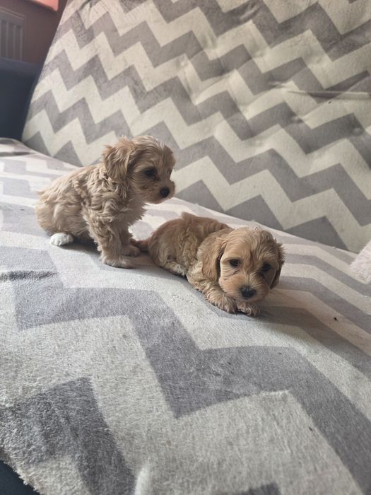 Maltipoo do rezerwacji