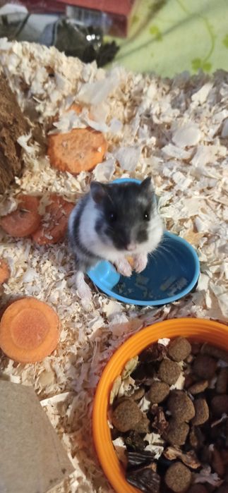 Młode Chomik Dżungarski - różne kolory, do wyboru