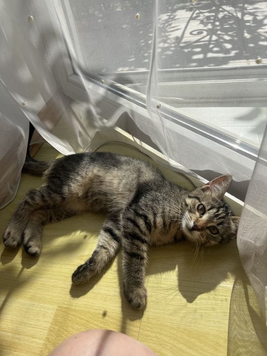 Віддам кошеняток в добрі руки