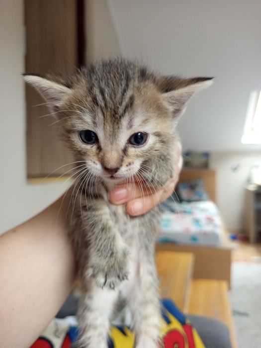 Piękne małe kotki do adopcji