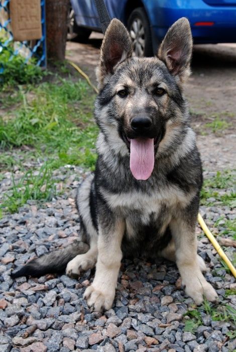 Питомник"DOLINA GREZ" предлагает щенков восточно-европейской овчарки