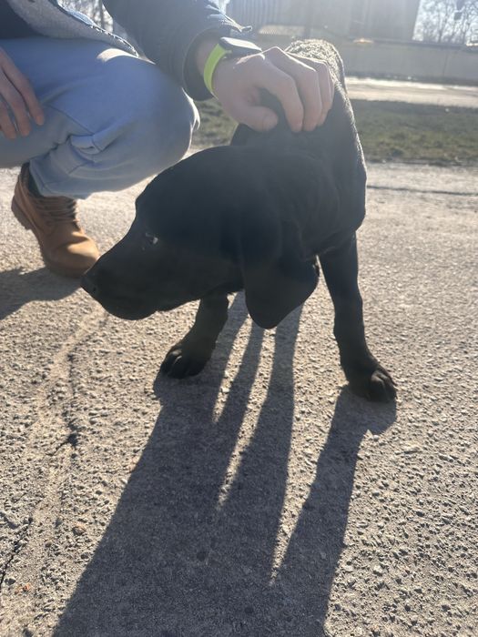 Лабрадор цуценя шукає своіх господарів