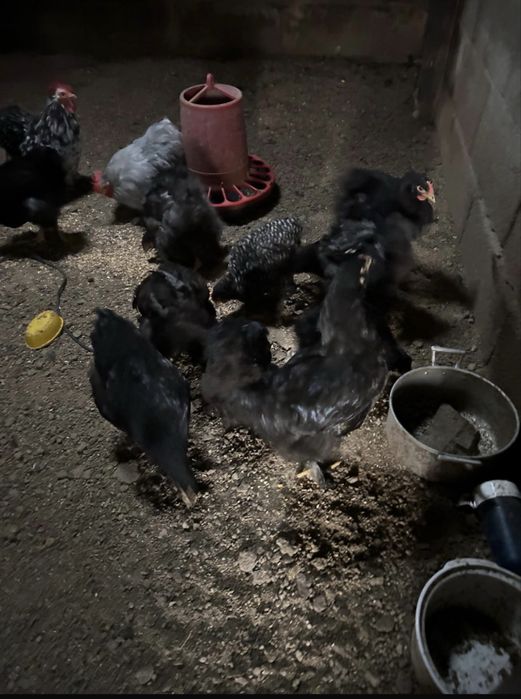 Galinhas brahmas