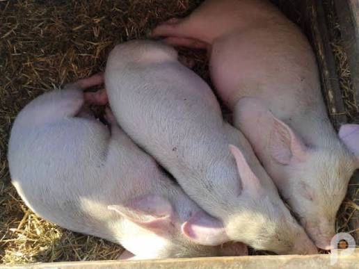 Поросята Макстер