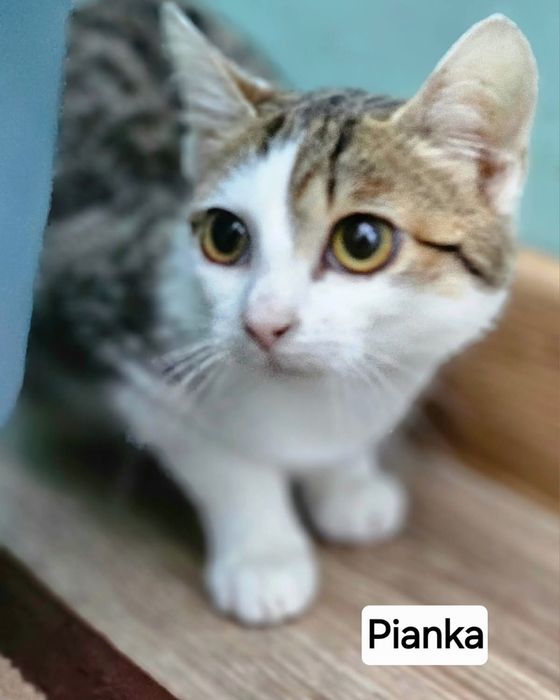 Kocie dzieci ,dziewczynki szukają super domków.