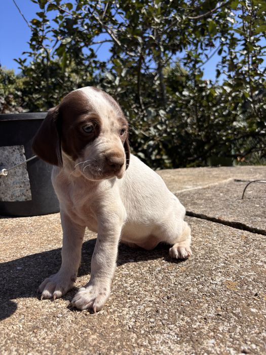 Cadela bebé para adocão (braco alemão/pointer)