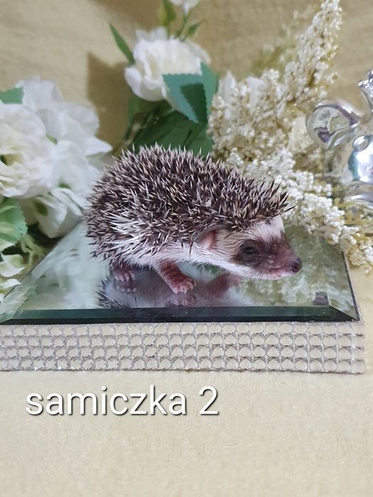 Jeż pigmejski jez afrykański