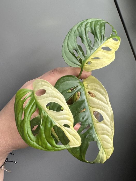 Monstera Adansonii Variegata