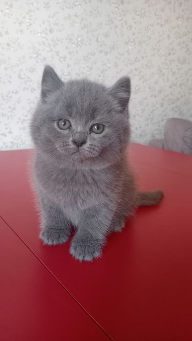 Шотландський котик страйт