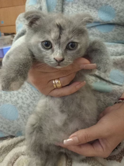 Шотландские котята