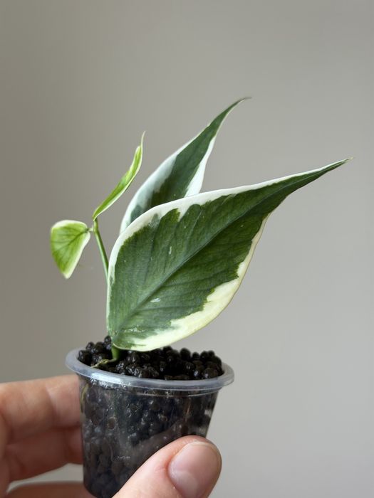 tania wysyłka! Hoya Polyneura albomarginata