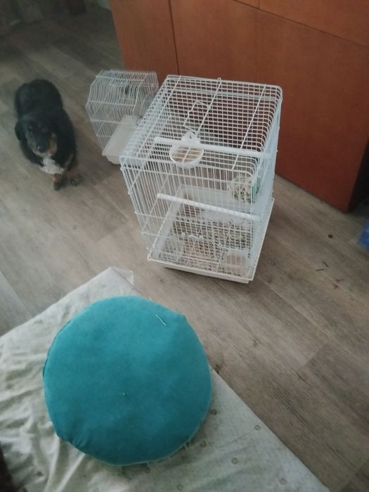 Vendo gaiola praticamente nova