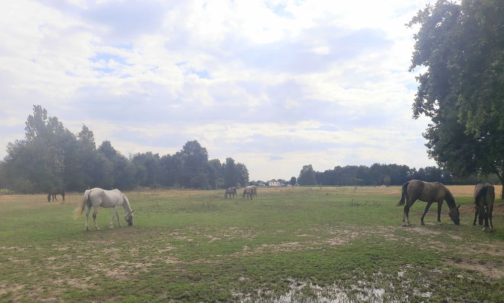 Turystyka konna wynajem pokoi Ćwików