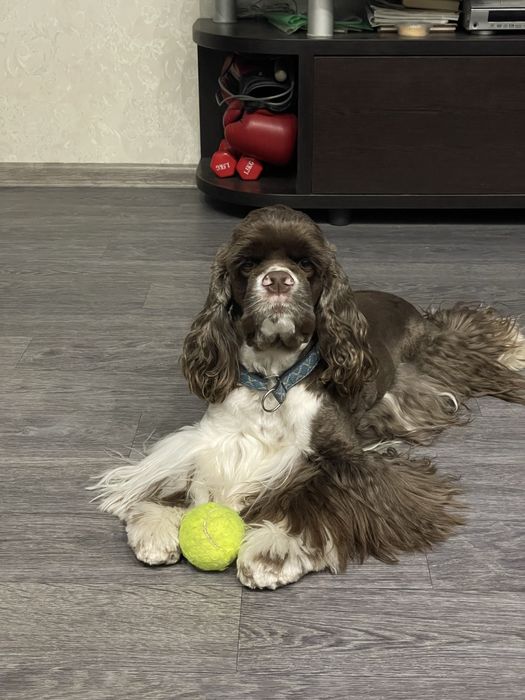 Хлопчик американського кокер спаніеля шукає дівчинку