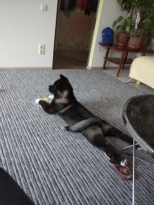 Американські Акіти