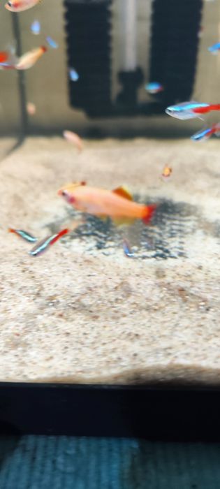 Kardynałek złoty Gold