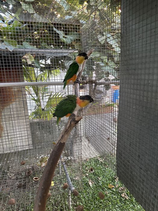 Pionites Melanocephala