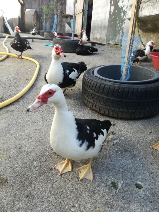 OVOS de pata Frescos Para chocadeiras...