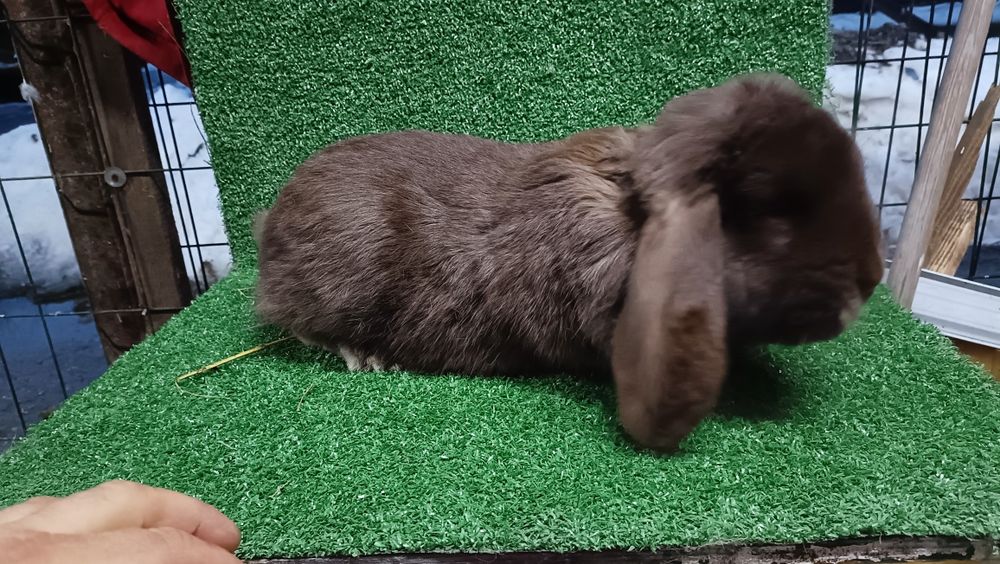 Baran Francuski Hawana